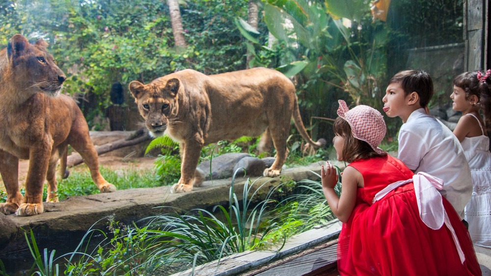 bali-zoo-park-tours (1)
