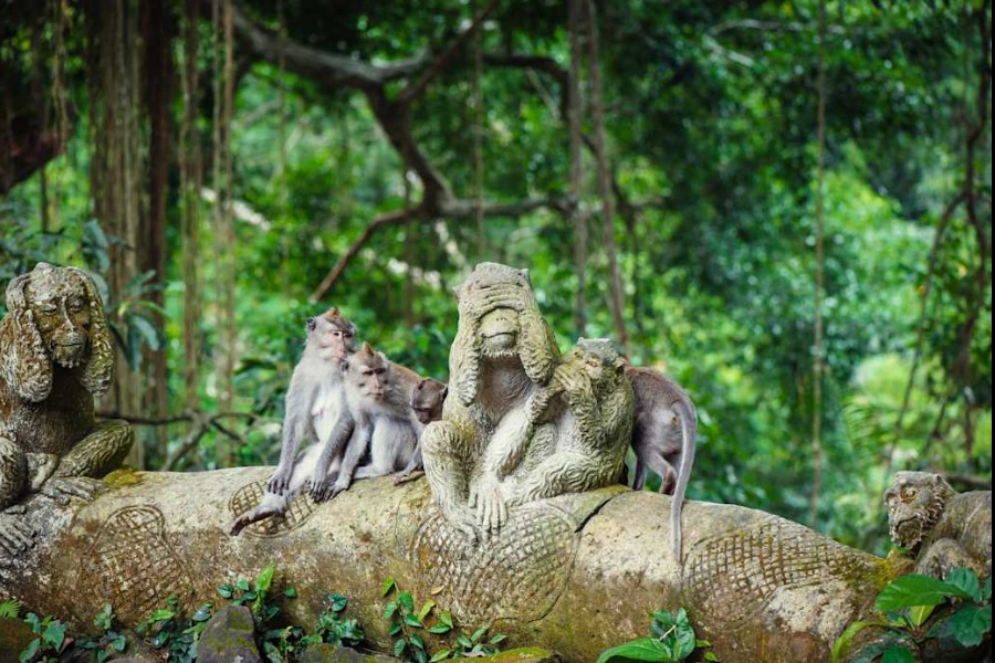 ASien_Bali_Ubud_Sacred_Monkey_Forest_Sanctuary (1)