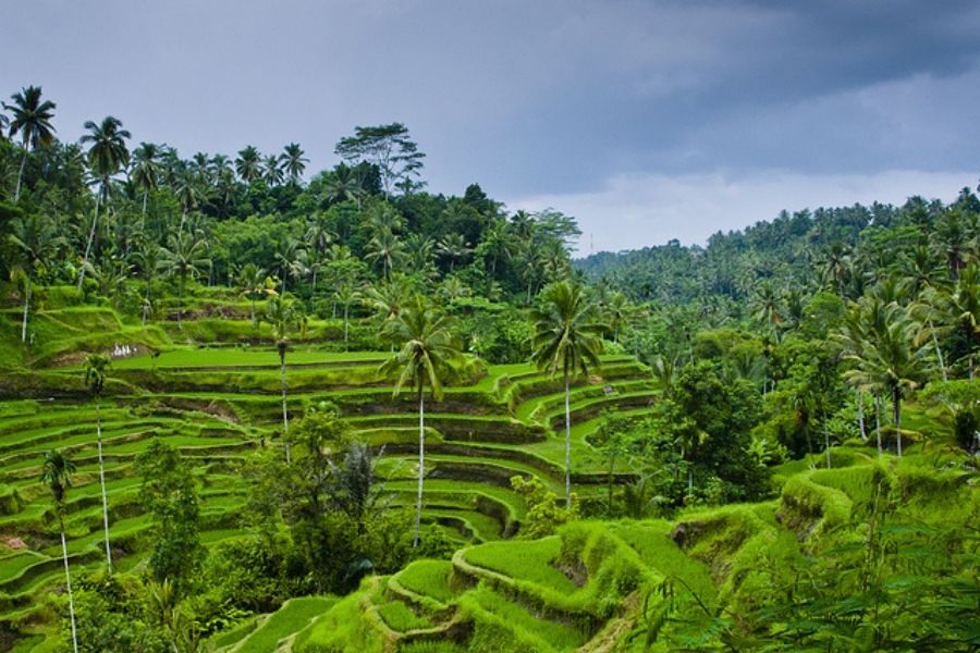 Tenggalang Rice Teraces