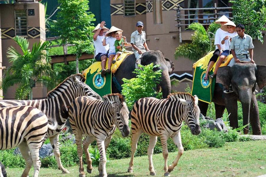 bali safari and marine park 3 (1)
