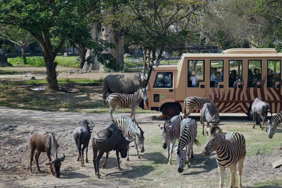 bali safari and marine park 4 (1)