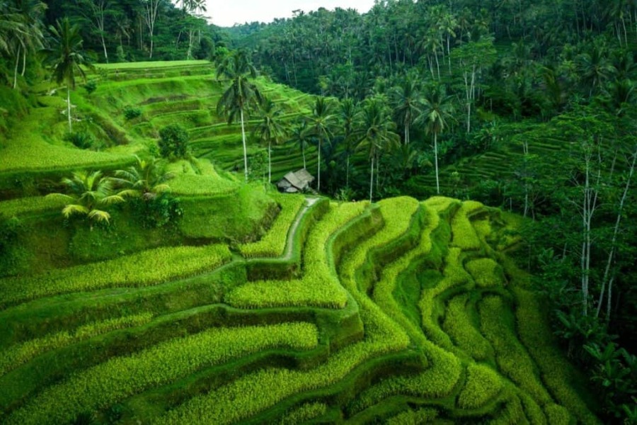 tegalalang-rice-terrace-1024x682