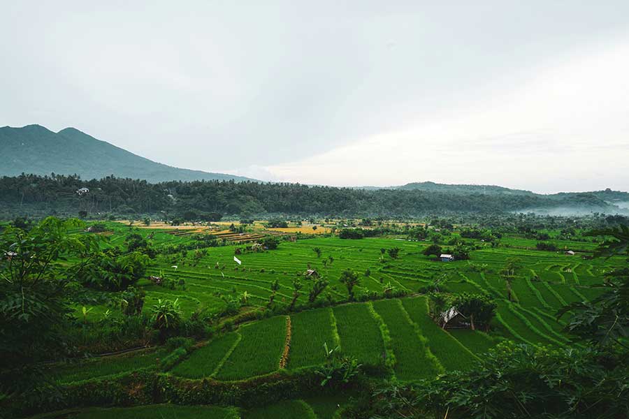 jatiluwih-rice-terrace-1