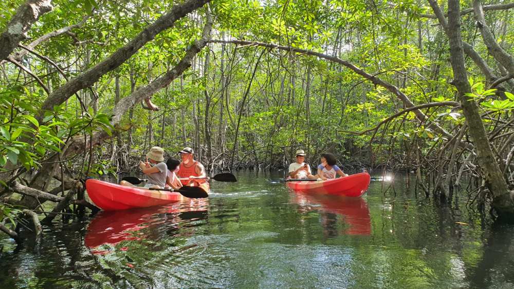 mangrove forest