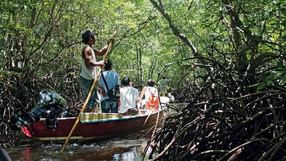 mangrove forest2 (1)